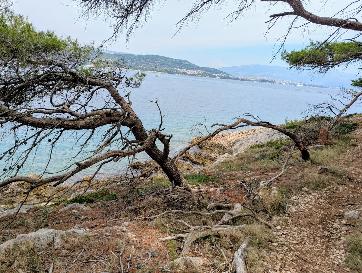 Wind-bent pines and a rocky trail on Čiovo, the sea beyond