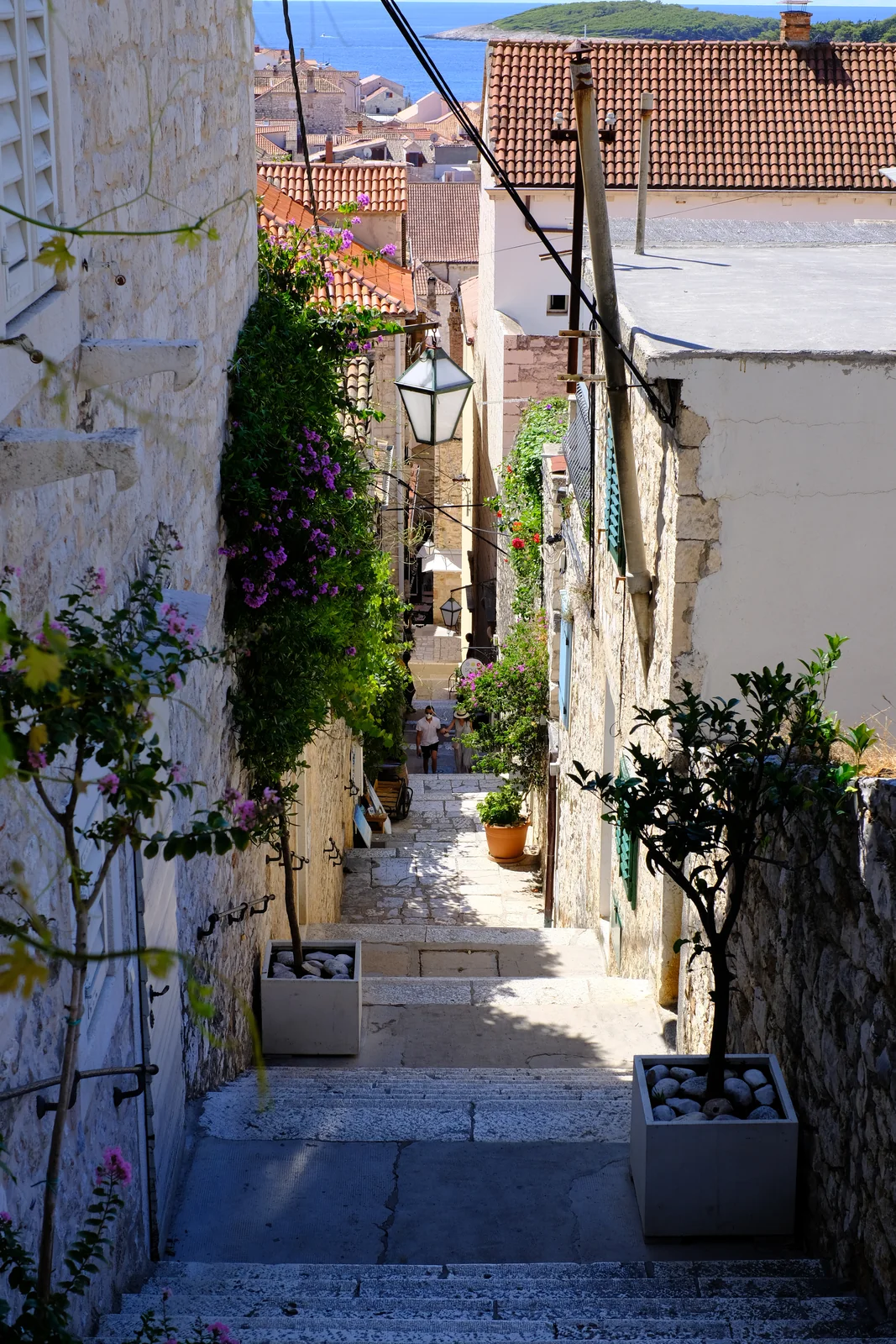 A steep stone lane in Hvar's old town with plants along the walls